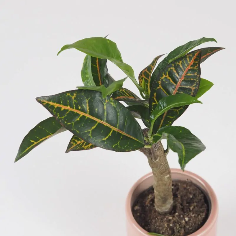 krotonovec strakaty codiaeum variegatum petra maly