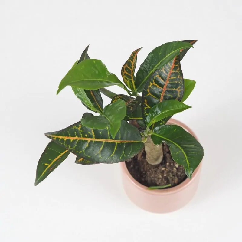 krotonovec strakaty codiaeum variegatum petra maly