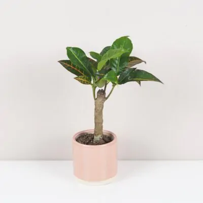 krotonovec strakaty codiaeum variegatum petra maly