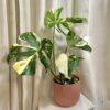 Monstera deliciosa ‘Thai constellation’ veľká monstera delicios thai constellation 1 plantizia Plantizia.sk