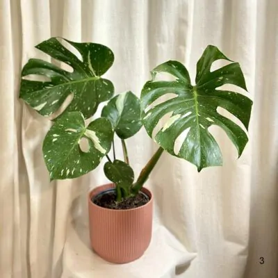 monstera delicios thai constellation 3 plantizia Plantizia.sk