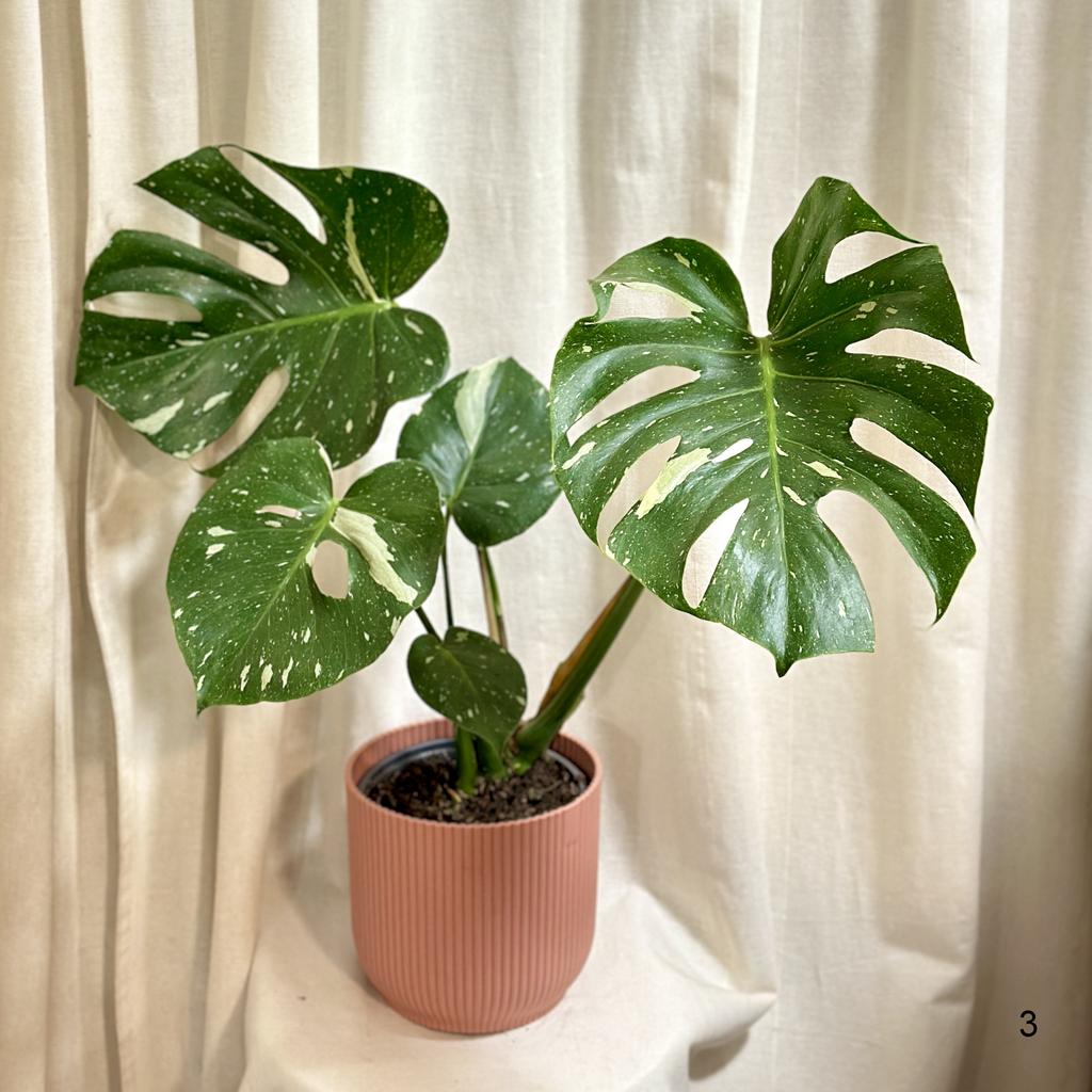 Monstera deliciosa ‘Thai constellation’ veľká 3