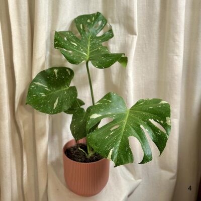 monstera delicios thai constellation 4 plantizia Plantizia.sk