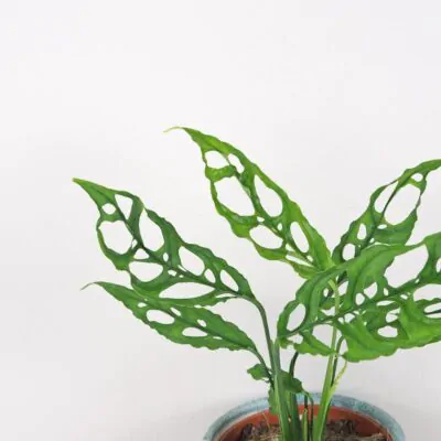 Monstera obliqua raritna izbova rastlina