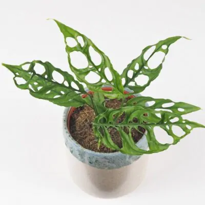 Monstera obliqua raritna izbova rastlina