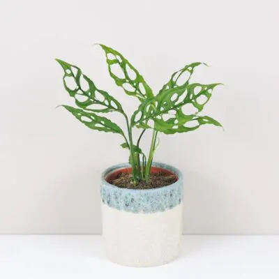 Monstera obliqua raritna izbova rastlina