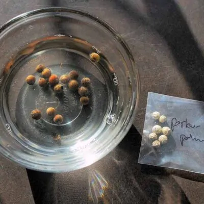 Workshop Izbové rastliny zo semienka SAShE v Tržnici chamaedorea elegans zo semienok pestovanie klicenie