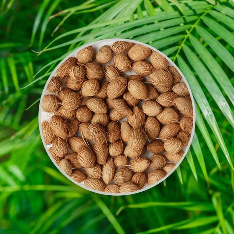 semienka areca dypsis tutescens palma semena izbovych rastlin pestovanie zo semien