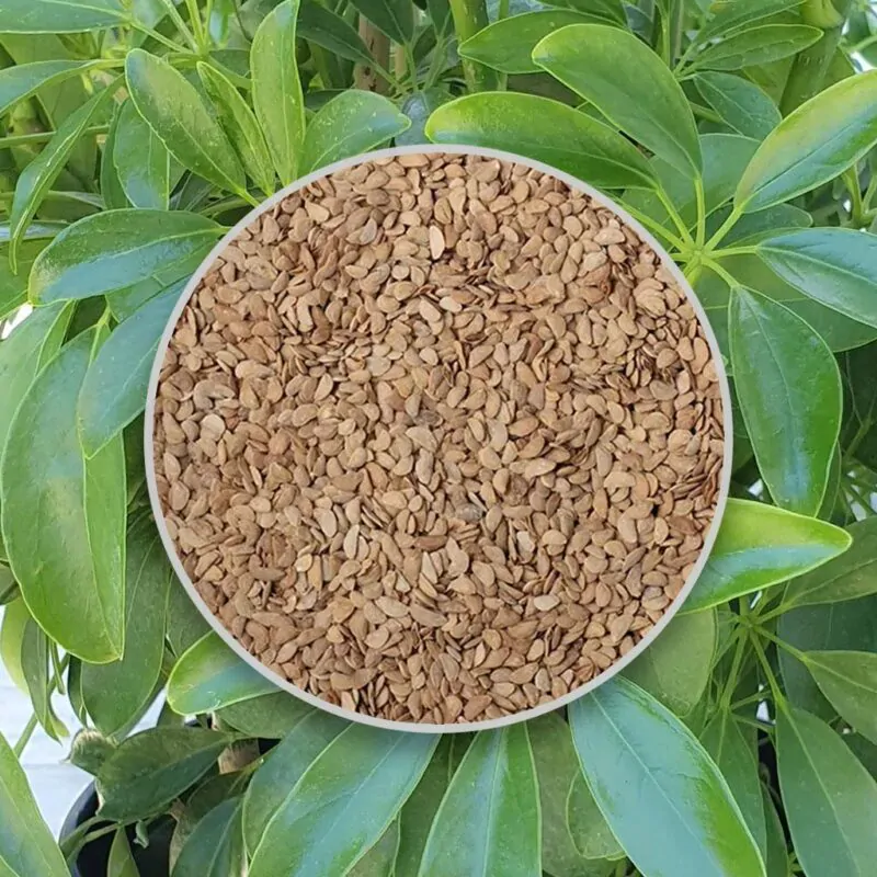 semienka schefflera arboricola semena izbovych rastlin pestovanie zo semien
