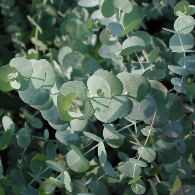 semienka Eucalyptus cinerea pestovanie zo semien semena izbovych rastliny