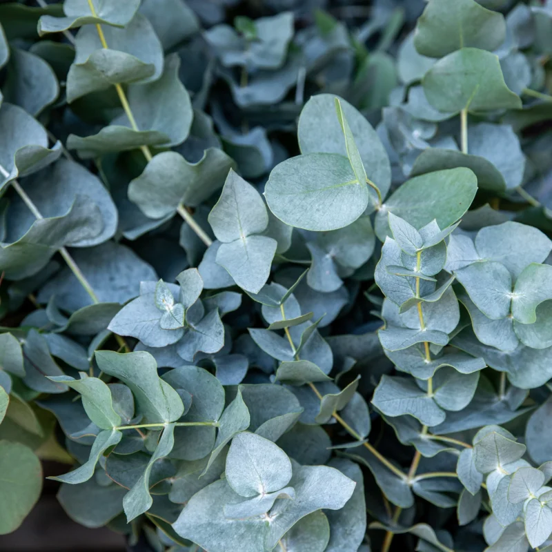 semienka Eucalyptus pulverulenta Baby blue pestovanie zo semien semena izbovych rastliny