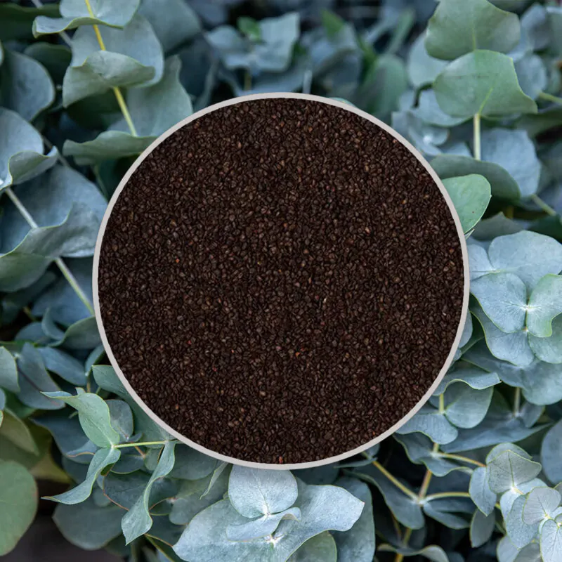 semienka Eucalyptus pulverulenta Baby blue pestovanie zo semien semena izbovych rastliny