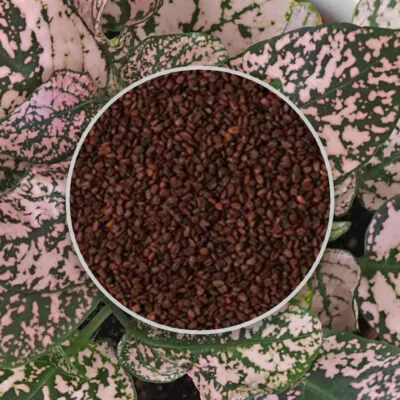 Workshop Izbové rastliny zo semienka SAShE v Tržnici semienka hypoestes svetloruzovy semena izbovych rastlin