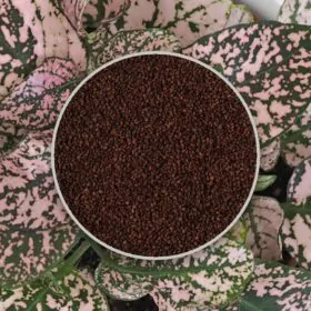 Semienka Hypoestes svetloružový 10 ks