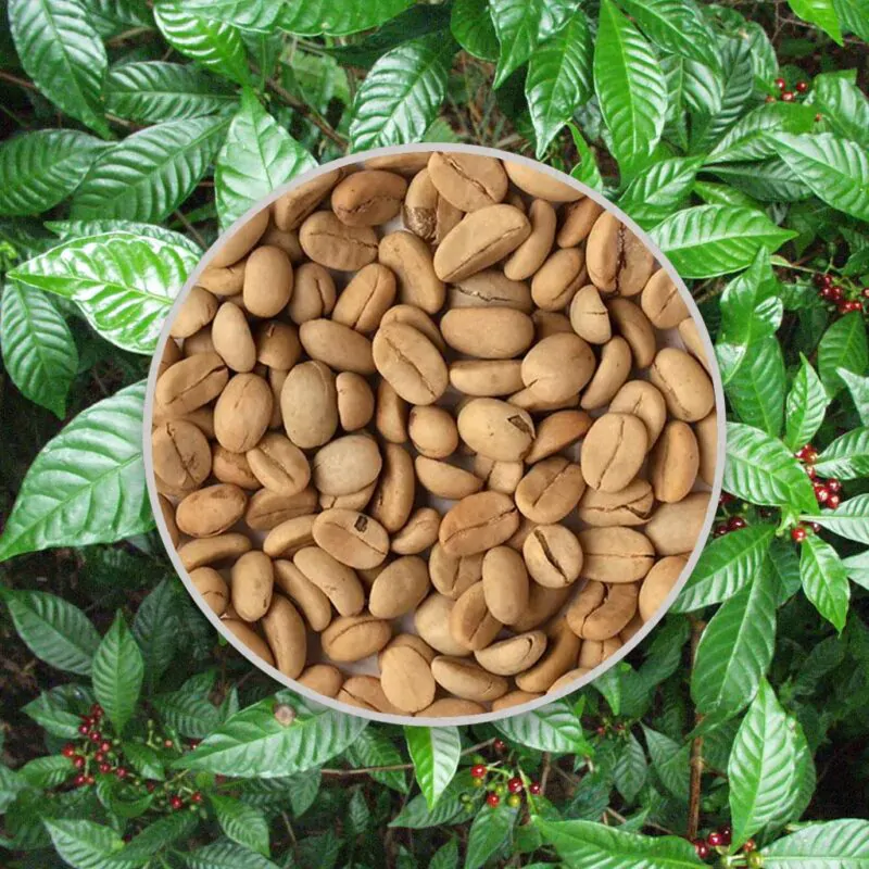 semienka kavovnik coffea arabica semena izbovych rastlin pestovanie zo semien