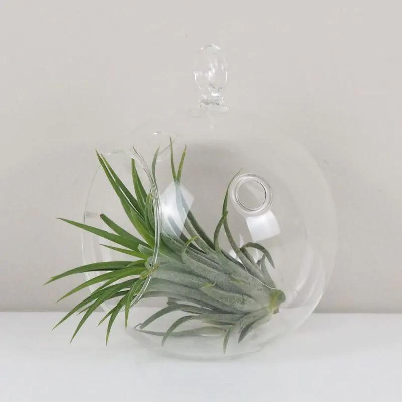 Tillandsia ionantha zelená v aerariu sklenena nadoba na zavesenie