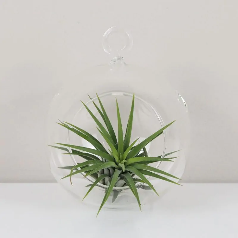 Tillandsia ionantha zelená v aerariu sklenena nadoba na zavesenie