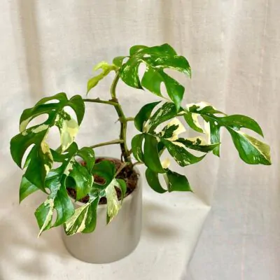 Rhaphidophora tetrasperma variegata (Monstera Minima)