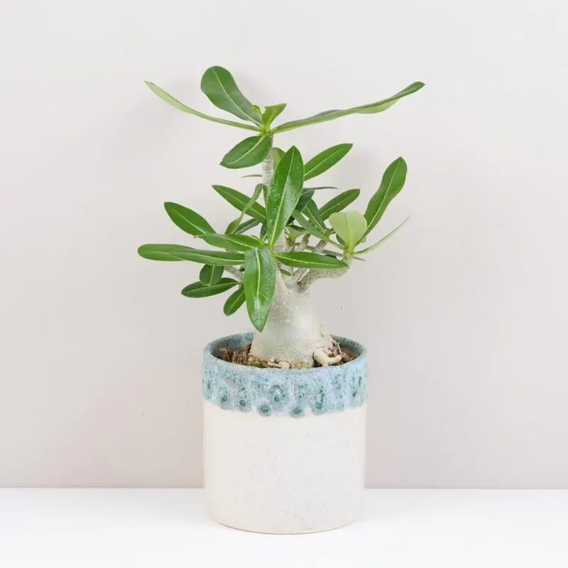adenium obesum pustna ruza sukulent plantizia