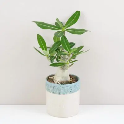 adenium obesum pustna ruza sukulent plantizia