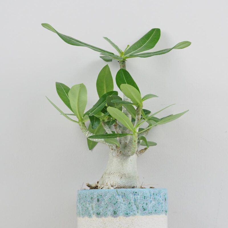 adenium obesum pustna ruza sukulent plantizia