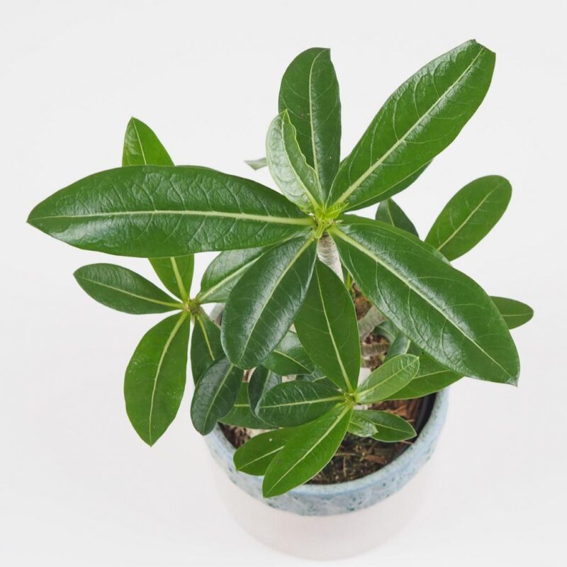 adenium obesum pustna ruza sukulent plantizia