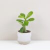 Adenium obesum mini / Púštna ruža adenium obesum pustna ruza sukulent plantizia