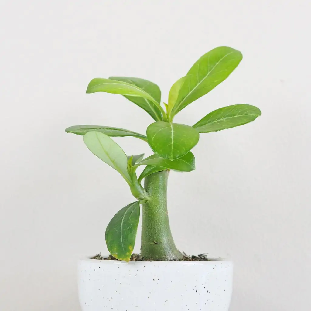 Adenium obesum mini / Púštna ruža adenium obesum pustna ruza sukulent plantizia