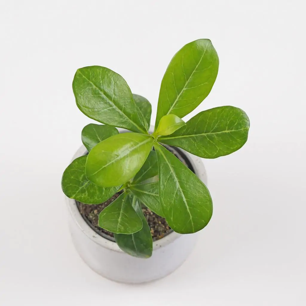 Adenium obesum mini / Púštna ruža adenium obesum pustna ruza sukulent plantizia