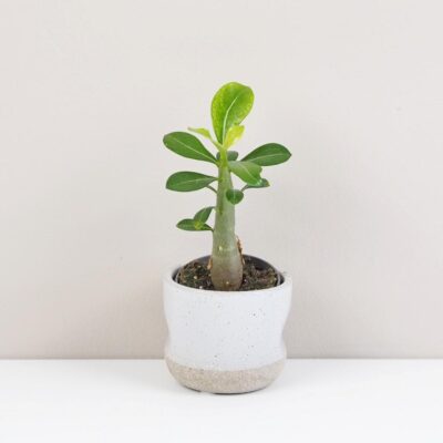 Adenium obesum mini / Púštna ruža adenium obesum pustna ruza sukulent plantizia