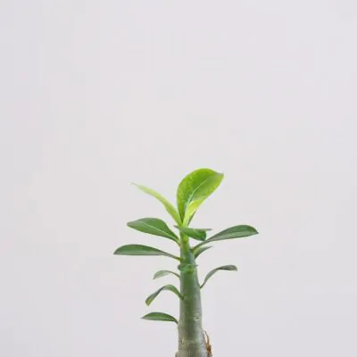 Adenium obesum mini / Púštna ruža adenium obesum pustna ruza sukulent plantizia