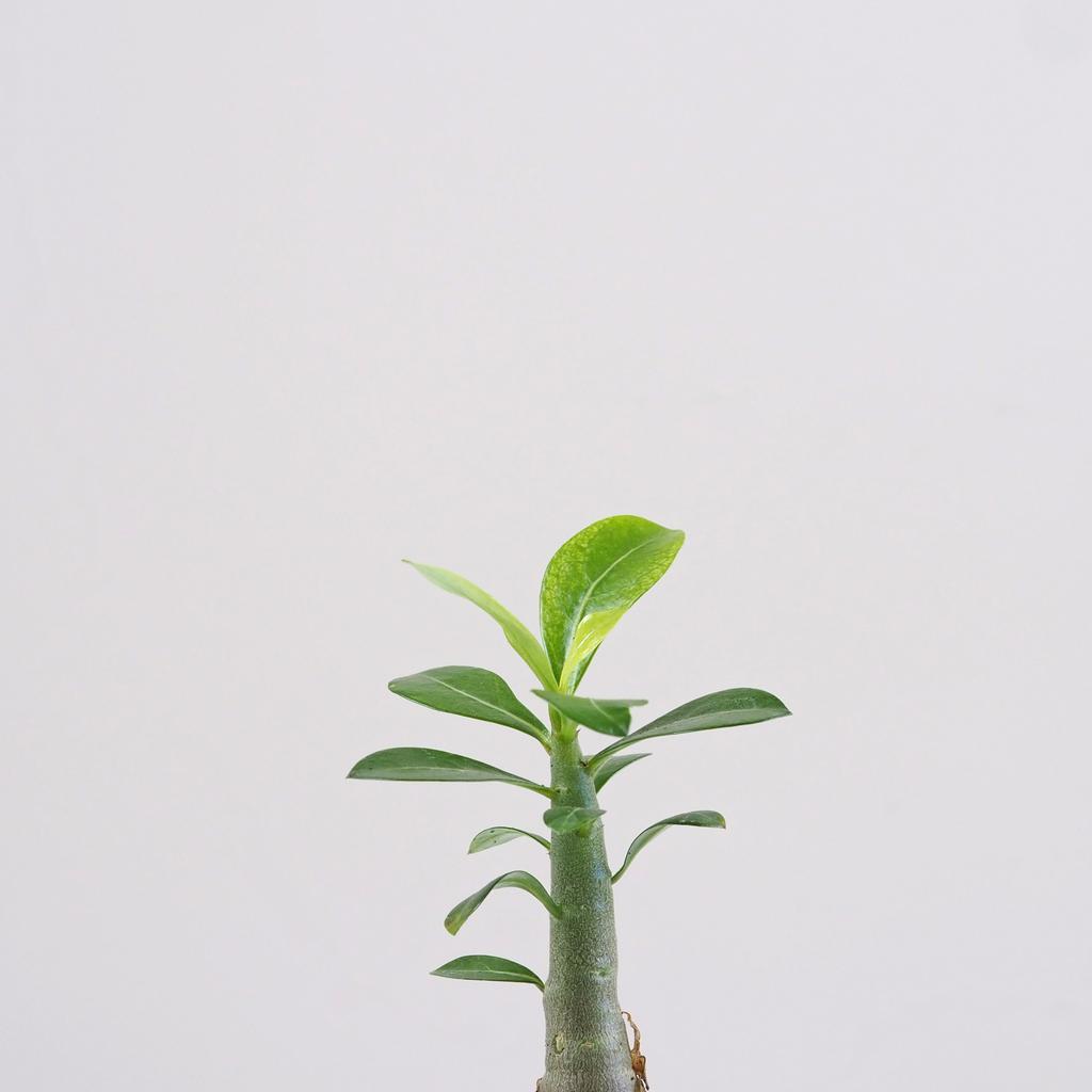 Adenium obesum mini / Púštna ruža adenium obesum pustna ruza sukulent plantizia