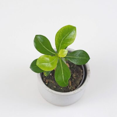 Adenium obesum mini / Púštna ruža adenium obesum pustna ruza sukulent plantizia