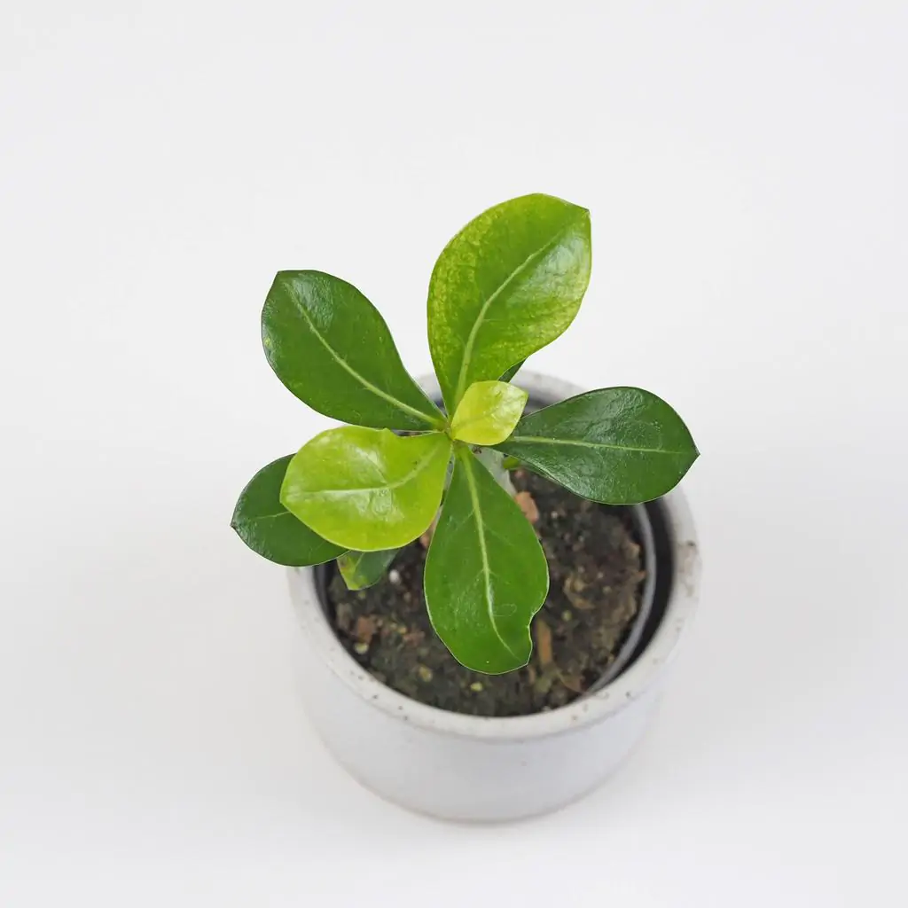 Adenium obesum mini / Púštna ruža adenium obesum pustna ruza sukulent plantizia