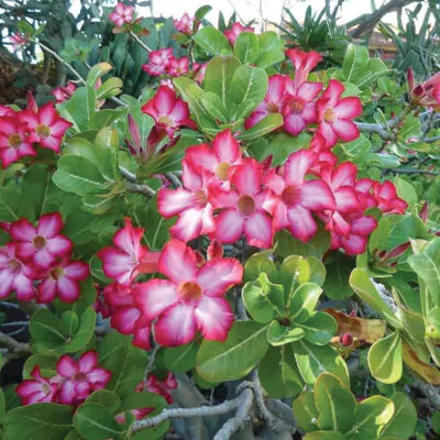 semienka adenium obesum Basic Pink zo semien sukulent poustna ruza ruzova