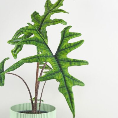 Alocasia ‘Jacklyn’ maxi alocasia jacklyn velka izbova rastlina raritna