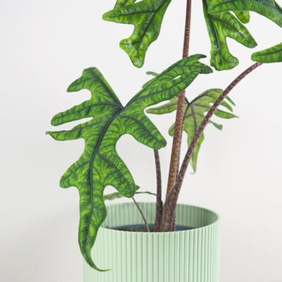 Alocasia ‘Jacklyn’ maxi alocasia jacklyn velka izbova rastlina raritna