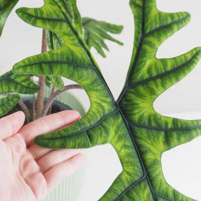 Alocasia ‘Jacklyn’ maxi alocasia jacklyn velka izbova rastlina raritna