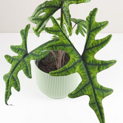 Alocasia ‘Jacklyn’ maxi alocasia jacklyn velka izbova rastlina raritna