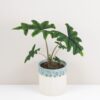 alocasia jacklyn velka izbova rastlina raritna
