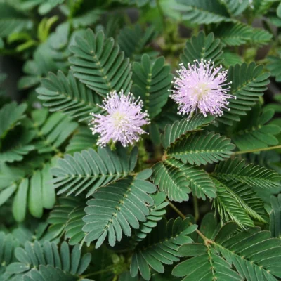 semienka citlivka mimosa pudica zo semien izbove rastliny plantizia