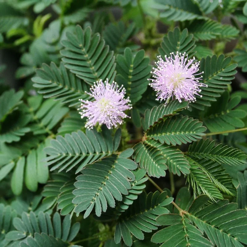 semienka citlivka mimosa pudica zo semien izbove rastliny plantizia