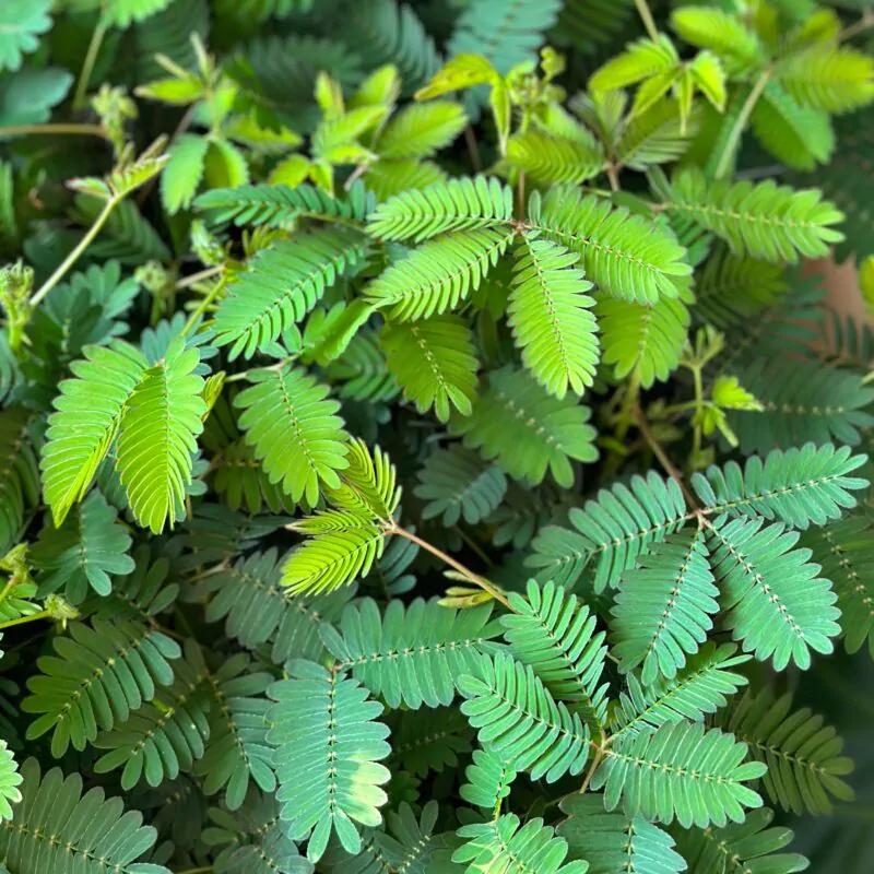 semienka citlivka mimosa pudica zo semien izbove rastliny plantizia
