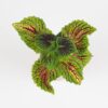 Coleus ‘Spacecake’ malý coleus Spacecake africka prhlava zihlava okrasna rastlina