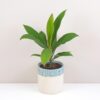 Cordyline australis Salsa nenarocna izbova rastlina