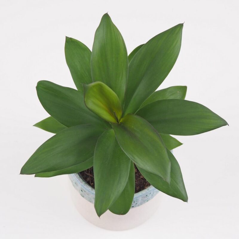cordyline fruticosa glauca