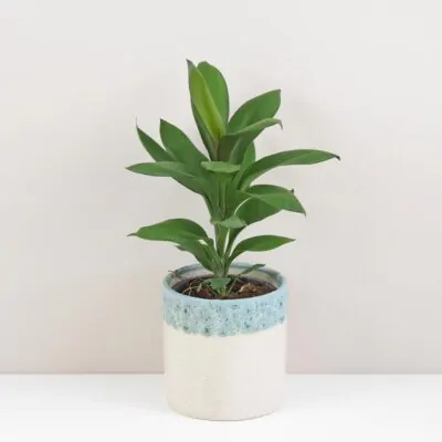 cordyline fruticosa glauca