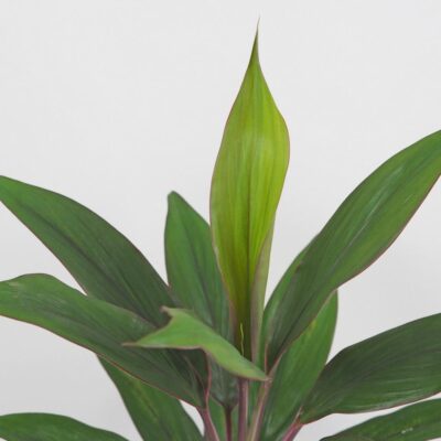 Cordyline fruticosa ‘Rumba’ cordyline fruticosa rumba izbova rastlina