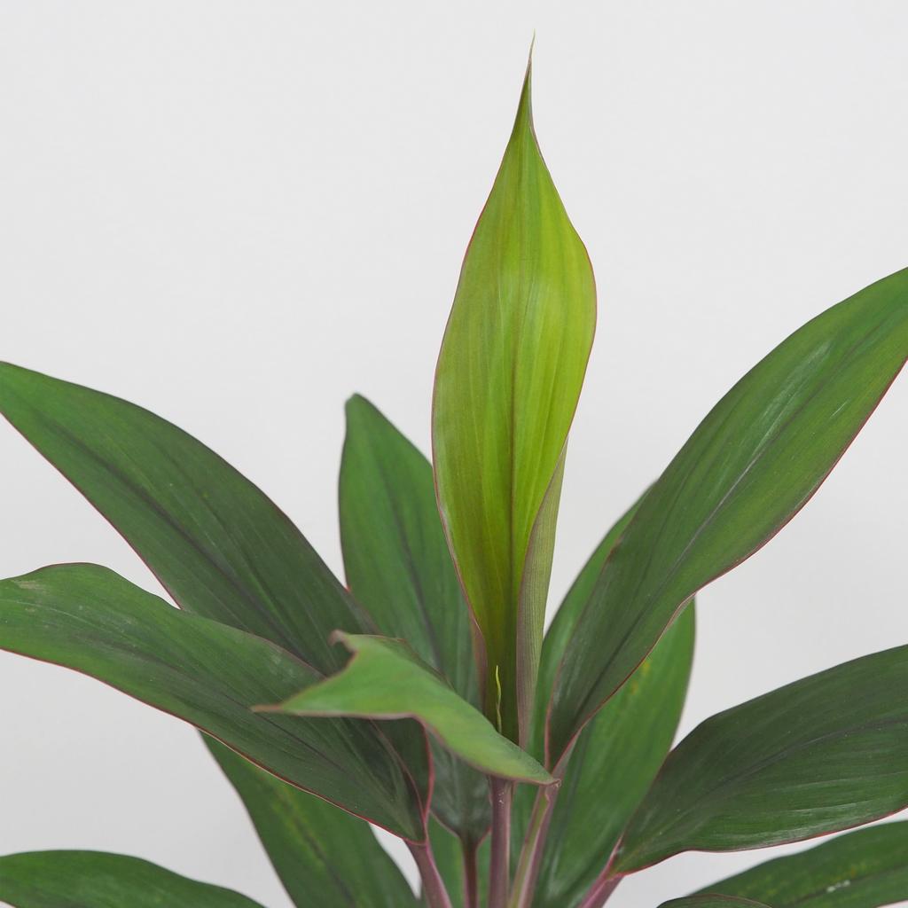 Cordyline fruticosa ‘Rumba’ cordyline fruticosa rumba izbova rastlina