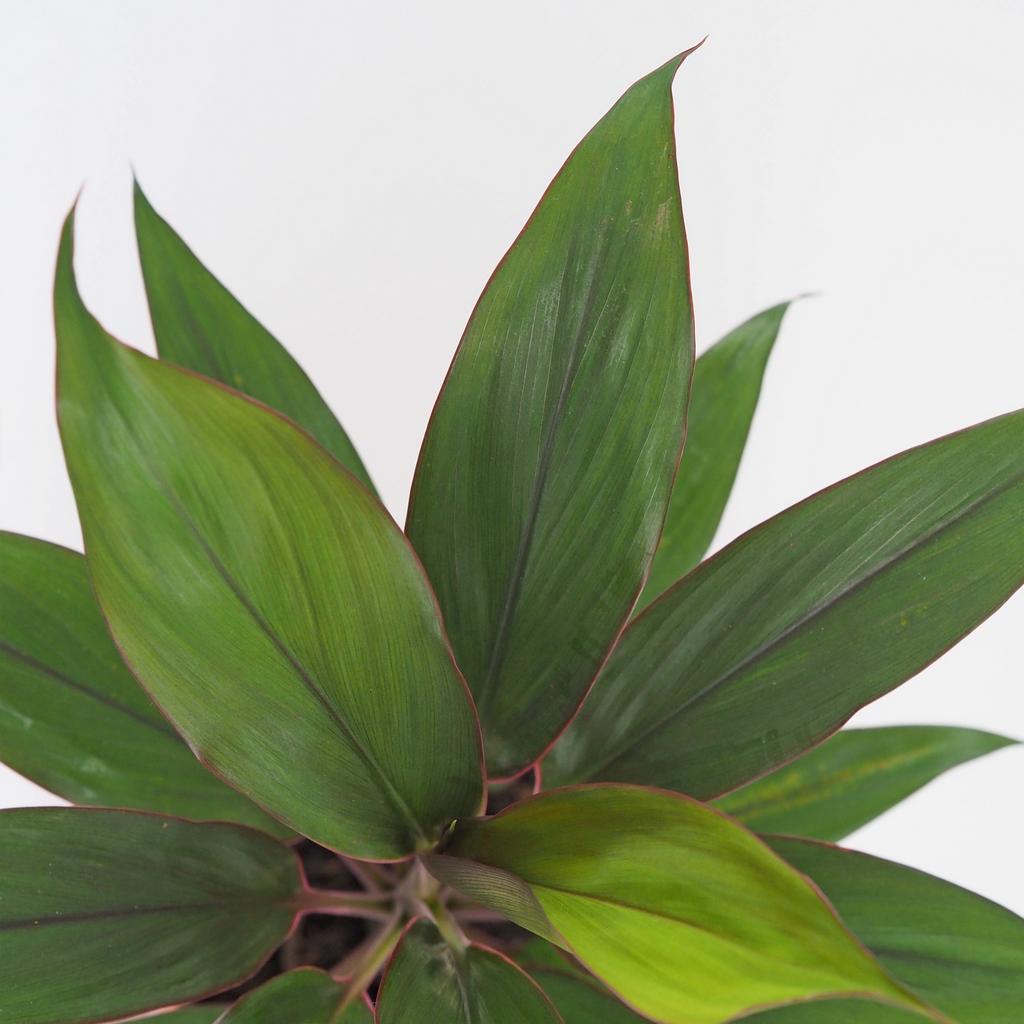 Cordyline fruticosa ‘Rumba’ cordyline fruticosa rumba izbova rastlina